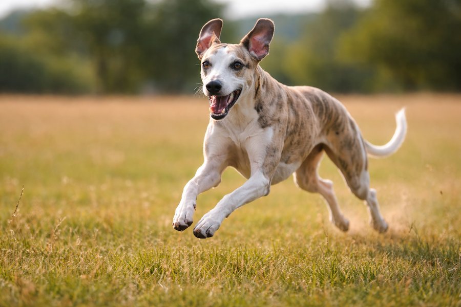 Whippethund springer i hög fart på öppet fält – smidig och elegant rörelse i soligt landskap med vinden i pälsen.